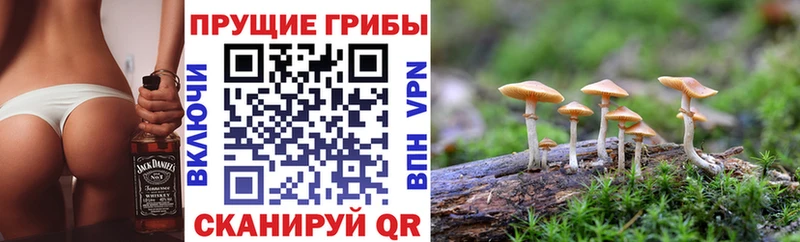 купить наркоту  Кирсанов  сайты даркнета официальный сайт  Псилоцибиновые грибы мухоморы 